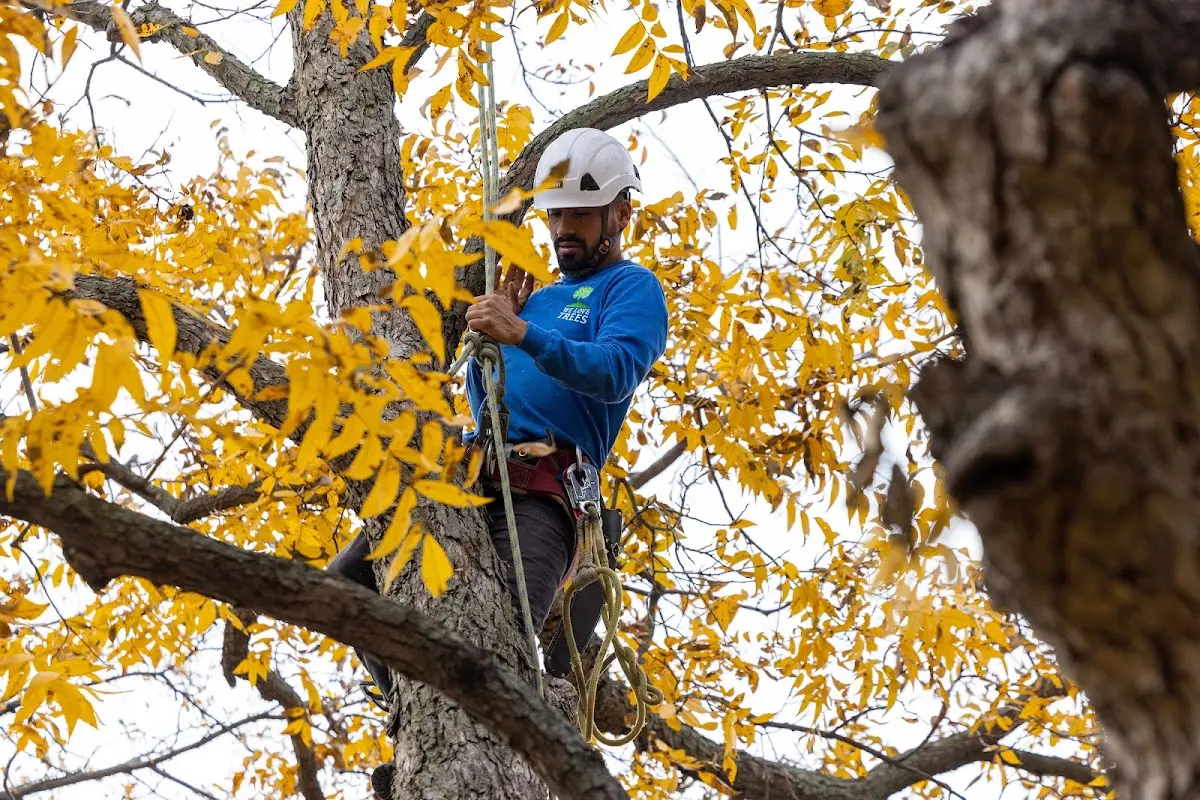 Skilled Tree Transplanting crew working in Fannin